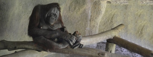 Zoológico de Guadalajara