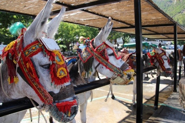 Libera a los burritos de Mijas