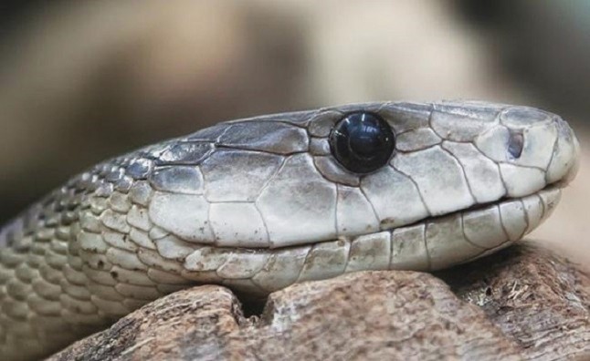 El primer embrión fósil de serpiente replantea cómo evolucionaron