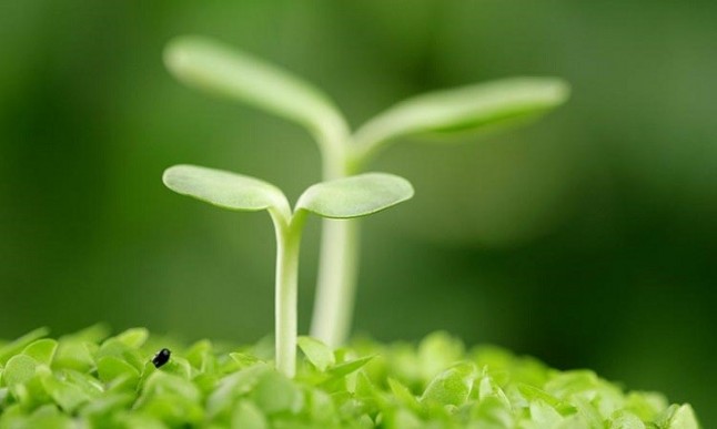Las plantas reconocen si sus vecinas son "de la familia"