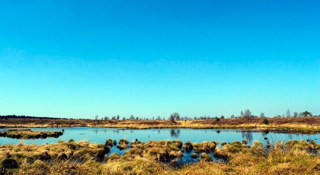 El calentamiento del planeta llevó a la formación de turberas