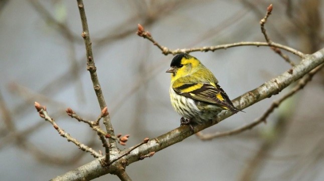 Los ácaros de las plumas de las aves las limpian