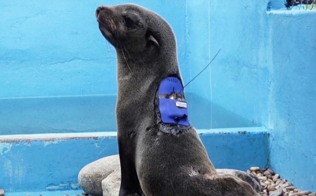 Argentina: Cada vez hay más lobos marinos desnutridos en la costa atlántica