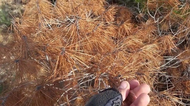 Euskadi arranca un plan contra la enfermedad de los pinos