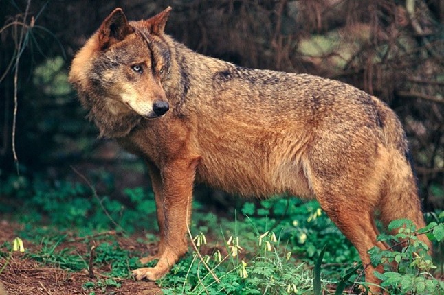 EQUO lleva la iniciativa e insta al Gobierno a construir pasos de fauna para evitar los atropellos de lobos en la carretera A-1 en Somosierra (Madrid)