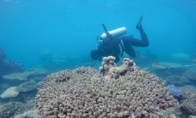Greenpeace insta a vetar las prospecciones petroleras al norte de Brasil tras el hallazgo de un arrecife de coral