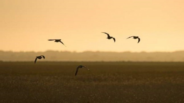 Congreso Internacional sobre Migración de Aves y Cambio Global