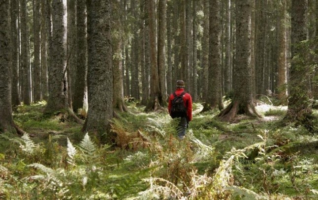 Un estudio pionero analiza los efectos de los bosques sobre la salud humana