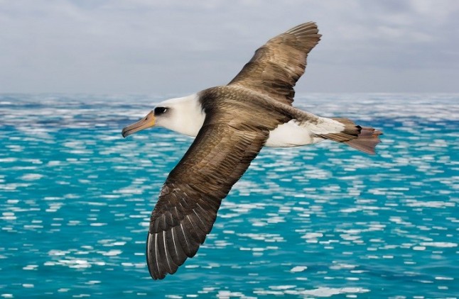 El cambio climático amenaza la supervivencia de las aves marinas