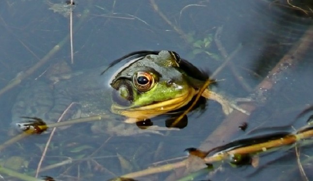 El cambio climático se ceba en los anfibios