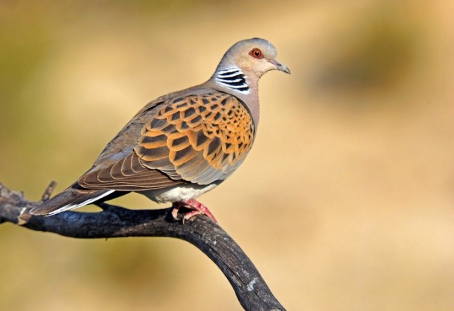 Hay que aplicar el recién aprobado plan de acción para la tórtola europea