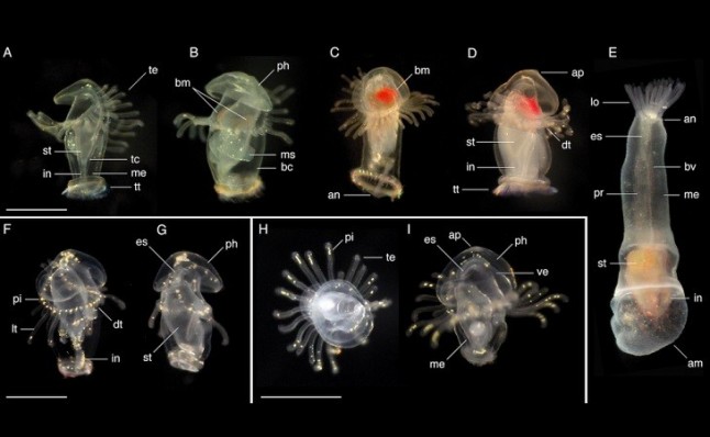 Larvas de gusanos desconocidos halladas en los dos océanos de Panamá