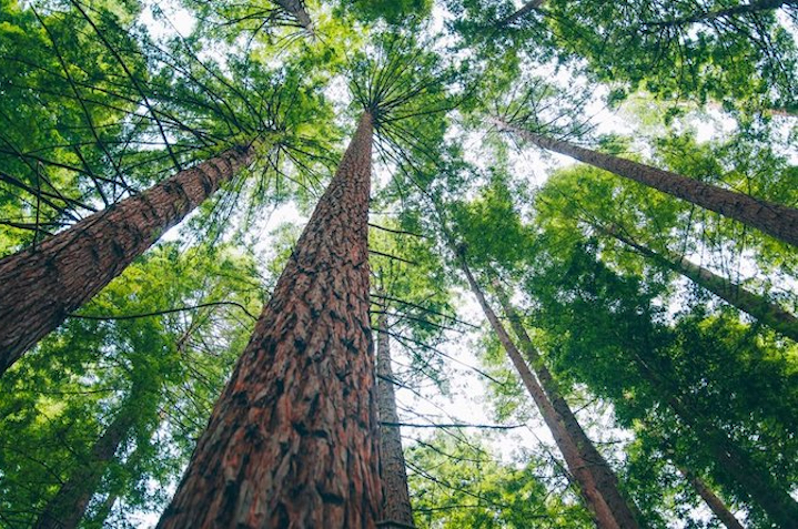 Novedades impresionantes sobre el misterio de la fotosíntesis