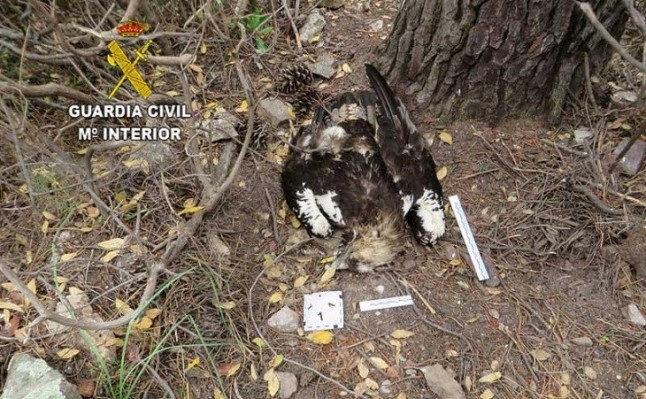 A los tribunales para denunciar la muerte por veneno de tres águilas imperiales en Extremadura
