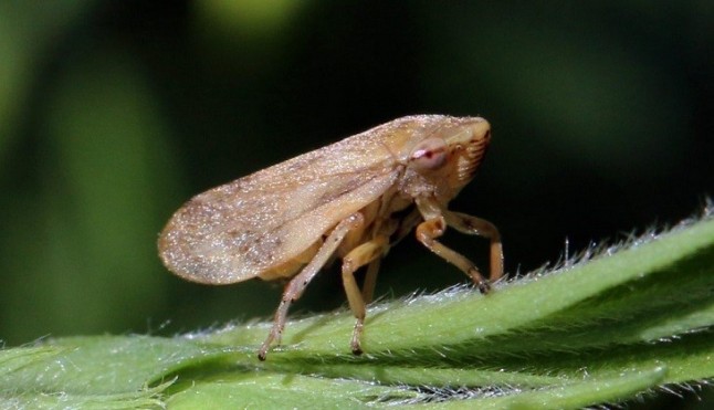 La Xylella ya es un problema de Estado