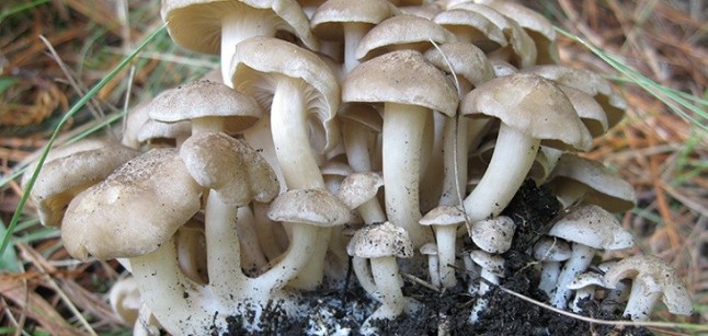 Los habitantes fúngicos del Valle de México