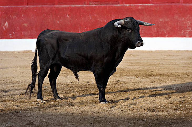 Good News. Un año sin festejos taurinos