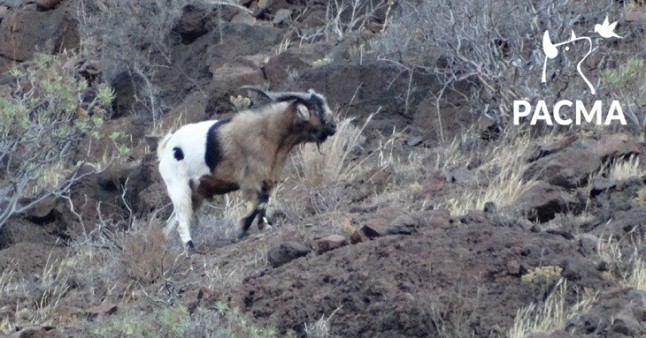 STOP al salvaje exterminio de las cabras de la Reserva de Güigüi (Gran Canaria)