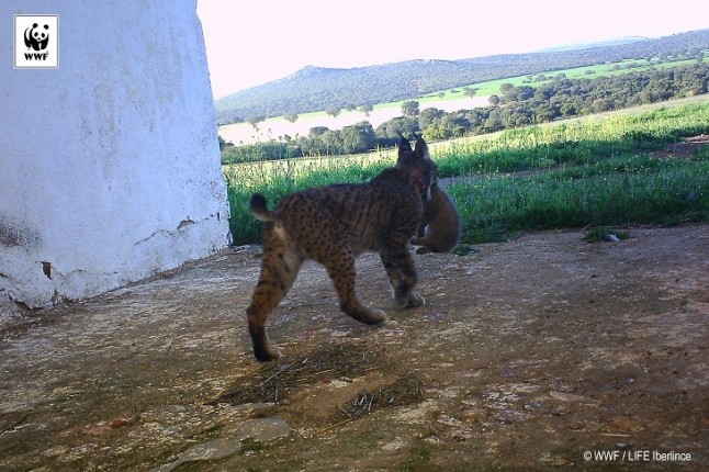 Nacen tres linces en Ciudad Real