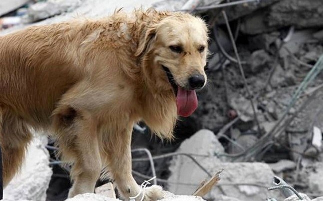 Pueden los animales predecir terremotos