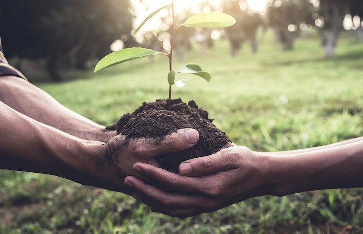 Plantar árboles no es la única solución contra la ‘crisis  climatica’