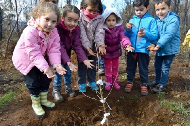 Plantan robles en un monte quemado de As Neves