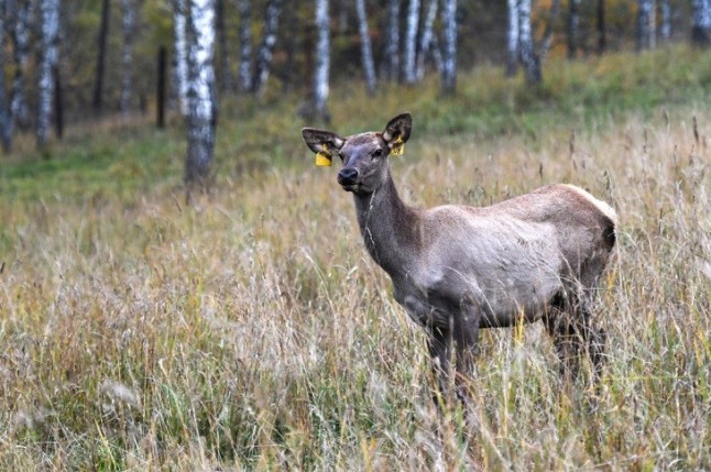 La población de ciervos se ha multiplicado por tres en Murcia
