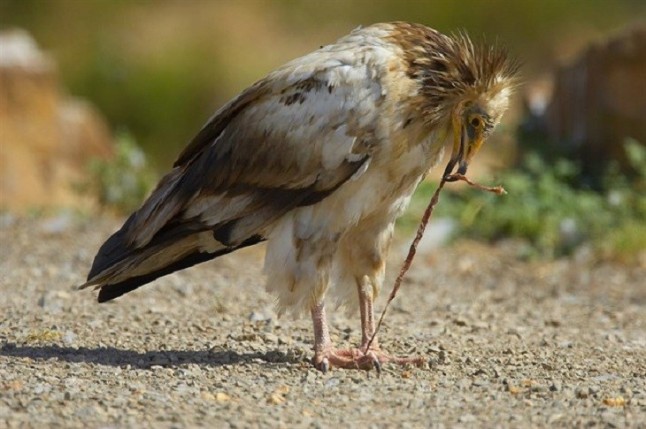 Los alimoches pronto serán historia en Andalucía