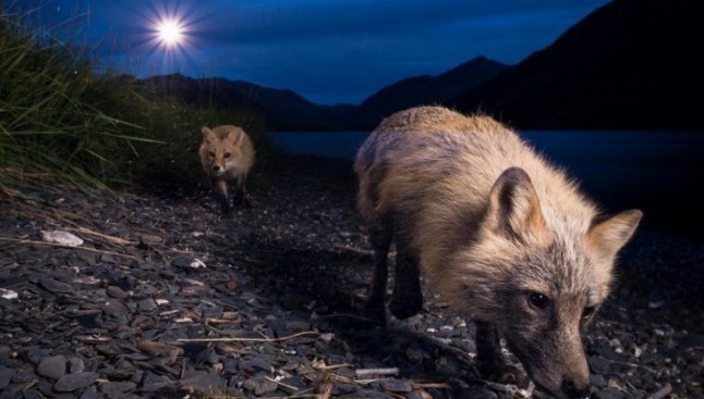 Los mamíferos se hacen más noctámbulos para evitar a los humanos