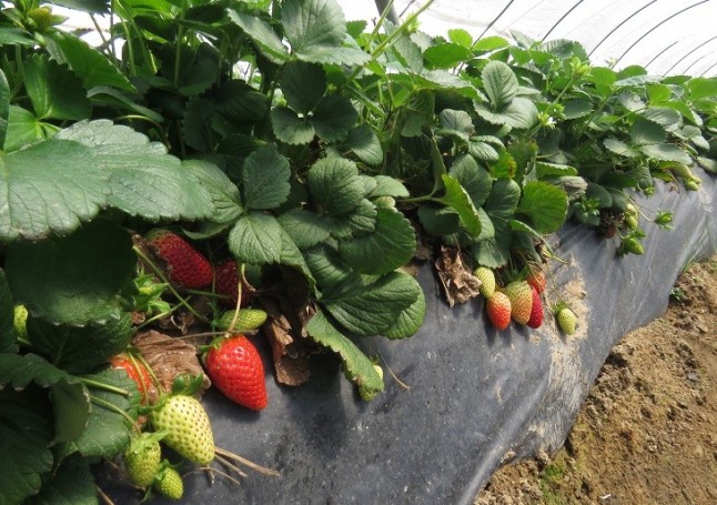 Doñana no necesita un trasvase