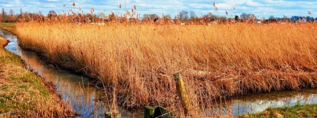 Premian en Puebla tecnificación de riego