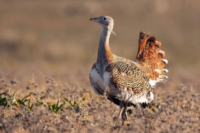Andalucía contabiliza 403 ejemplares de avutardas en nueve núcleos poblacionales