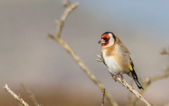 Duro dictamen de la Comisión Europea por la captura de fringílidos