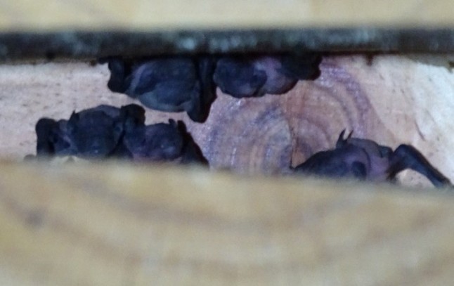 ANSE confirma la reproducción de murciélagos en cajas nido instaladas en Calasparra. Región de Murcia