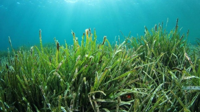 Vox Ibiza propone un Plan de Protección "real" de la Posidonia