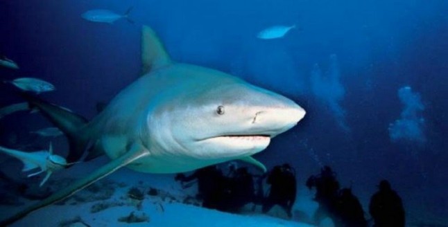 Ciencia ciudadana para la conservación del tiburón toro