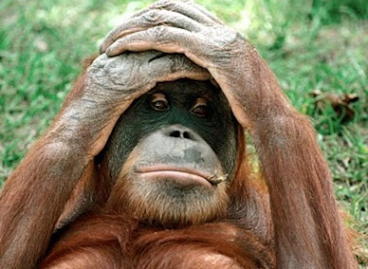 Un solidario orangután salva del río a un guarda forestal en Borneo