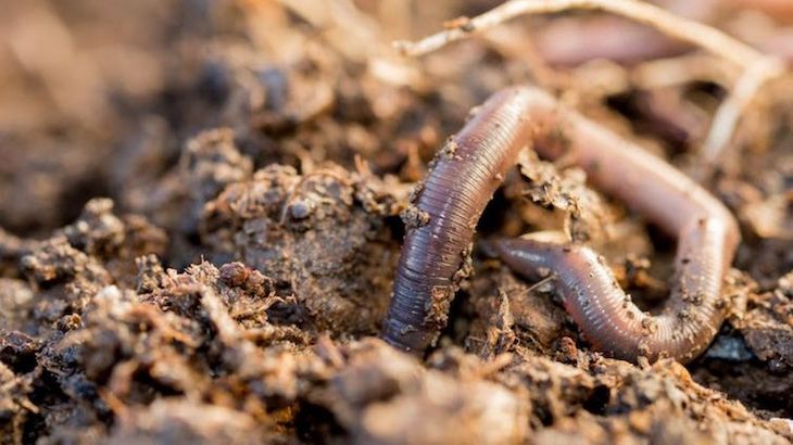 El descubrimiento de dos lombrices de tierra homenajea a Madrid y a la Universidad Complutense