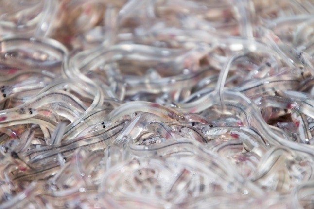 100 kilos de angulas intervenidas Barajas que tenían como destino Hong Kong