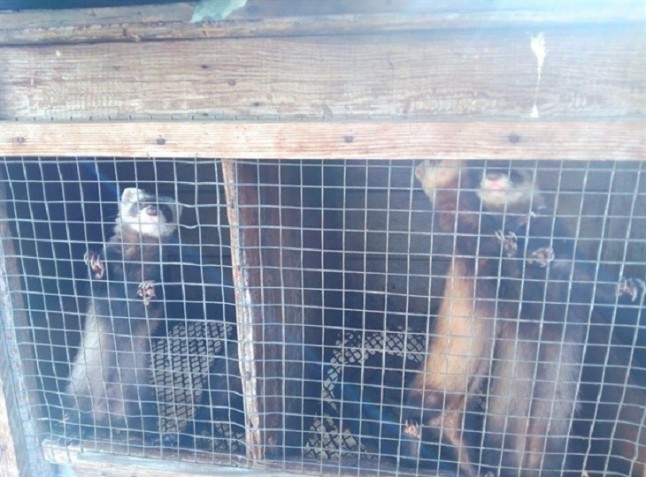 El Ayuntamiento de Santa Cruz abre 16 actas en asentamientos que albergan animales en los barrancos