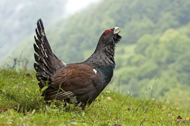 Polémica en Asturias a cuenta de la protección del urogallo