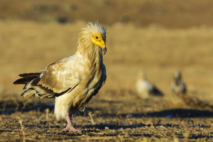 El alimoche común vuelve a las montañas de España con fuerza