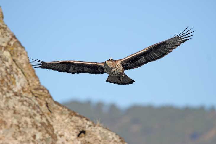 El proyecto AQUILA a-LIFE registra un récord sin precedentes de nacimientos de águilas de Bonelli