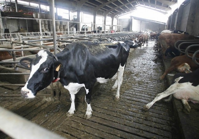 EQUO reclama al Gobierno más inspecciones a las explotaciones ganaderas