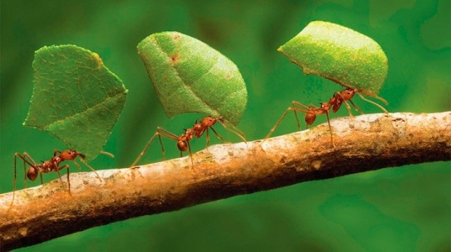 Hormigas recurren a una bacteria para geolocalizar su nido