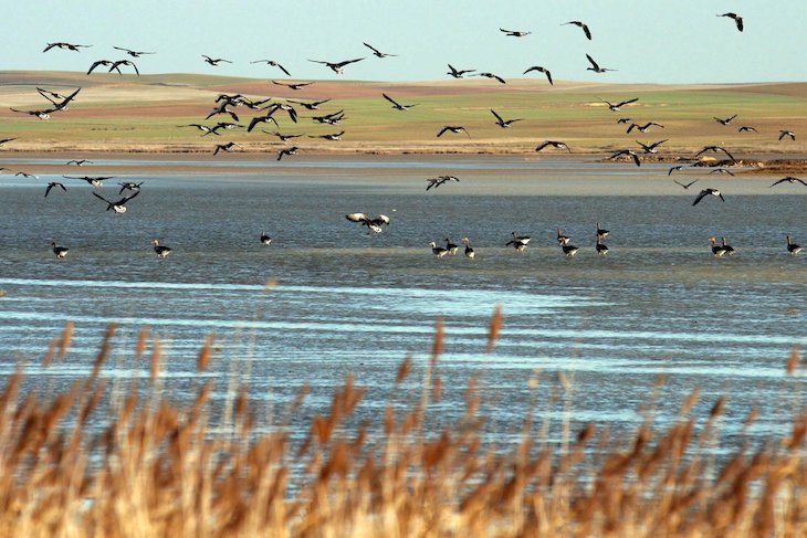 Nueve de mayo ‘Día Mundial de las Aves Migratorias’