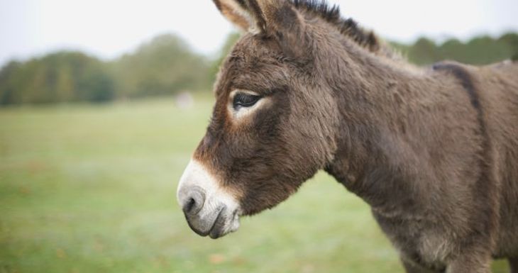 Una burra se reencuentra tras meses con su dueño