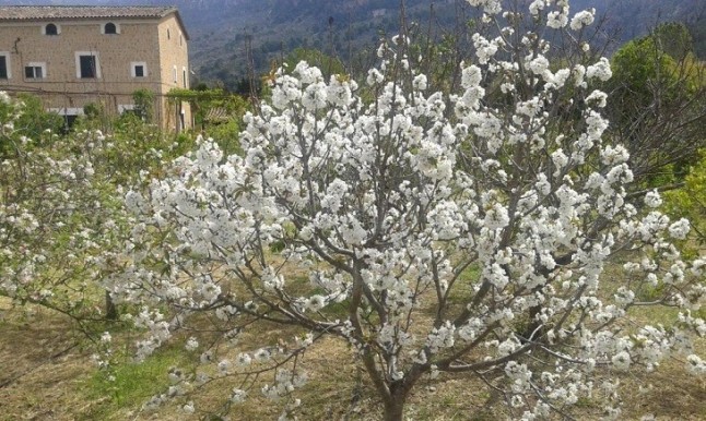 Reconocen oficialmente cinco variedades locales de cerezo de Mallorca