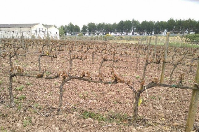 El cambio climático obligará a definir medidas de adaptación en el viñedo