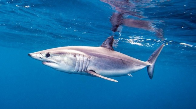 España y Japón se alían para poder pescar a troche y moche más tiburones